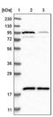 DNA dC->dU-editing enzyme APOBEC-3H antibody, PA5-54426, Invitrogen Antibodies, Western Blot image 