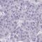 Chromosome 4 Open Reading Frame 33 antibody, HPA061199, Atlas Antibodies, Immunohistochemistry frozen image 