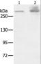 HSPG antibody, LS-C403424, Lifespan Biosciences, Western Blot image 