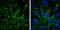 Vasodilator Stimulated Phosphoprotein antibody, GTX634448, GeneTex, Immunocytochemistry image 