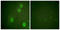 Histone Cluster 4 H4 antibody, LS-C199067, Lifespan Biosciences, Immunofluorescence image 