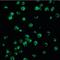 Survivin antibody, orb86546, Biorbyt, Immunofluorescence image 
