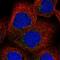SEC23 Interacting Protein antibody, PA5-58378, Invitrogen Antibodies, Immunofluorescence image 