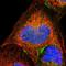 Zinc Finger Protein 236 antibody, HPA008600, Atlas Antibodies, Immunofluorescence image 