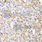 Cadherin 2 antibody, A3045, ABclonal Technology, Immunohistochemistry paraffin image 