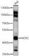Natural Cytotoxicity Triggering Receptor 2 antibody, 19-124, ProSci, Western Blot image 
