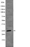 Chromobox 1 antibody, PA5-64831, Invitrogen Antibodies, Western Blot image 