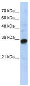C1q And TNF Related 4 antibody, TA340208, Origene, Western Blot image 