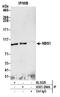 Nibrin antibody, A301-284A, Bethyl Labs, Immunoprecipitation image 