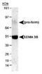 Semaphorin-3B antibody, TA309848, Origene, Western Blot image 