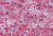 GPN-Loop GTPase 1 antibody, MBS245623, MyBioSource, Immunohistochemistry frozen image 