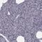Purkinje Cell Protein 4 Like 1 antibody, PA5-65743, Invitrogen Antibodies, Immunohistochemistry frozen image 