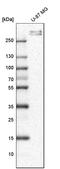 Collagen Type VI Alpha 3 Chain antibody, HPA010080, Atlas Antibodies, Western Blot image 