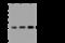 Carboxymethylenebutenolidase Homolog antibody, 201230-T40, Sino Biological, Western Blot image 