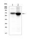 CD5 Molecule antibody, A00480-3, Boster Biological Technology, Western Blot image 