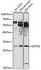 Cbp/P300 Interacting Transactivator With Glu/Asp Rich Carboxy-Terminal Domain 2 antibody, LS-C747903, Lifespan Biosciences, Western Blot image 