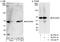 SNW domain-containing protein 1 antibody, A300-785A, Bethyl Labs, Western Blot image 
