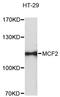 MCF.2 Cell Line Derived Transforming Sequence antibody, A12839, ABclonal Technology, Western Blot image 
