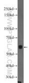 Meiosis Specific Nuclear Structural 1 antibody, 12693-1-AP, Proteintech Group, Western Blot image 