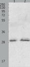 GTP cyclohydrolase I antibody, TA321072, Origene, Western Blot image 