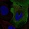 Small muscular protein antibody, NBP2-69036, Novus Biologicals, Immunofluorescence image 