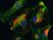 Mouse IgG antibody, R37115, Invitrogen Antibodies, Immunofluorescence image 