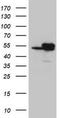 Isocitrate Dehydrogenase (NADP(+)) 1, Cytosolic antibody, CF800406, Origene, Western Blot image 