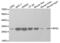 Ribosomal Protein S3 antibody, abx001973, Abbexa, Western Blot image 