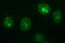 CD44 antibody, LS-C788279, Lifespan Biosciences, Immunofluorescence image 