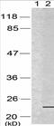 BCL2 Associated Agonist Of Cell Death antibody, TA322769, Origene, Western Blot image 