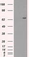 Histone deacetylase 10 antibody, TA500754S, Origene, Western Blot image 