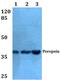Retinal Pigment Epithelium-Derived Rhodopsin Homolog antibody, PA5-75362, Invitrogen Antibodies, Western Blot image 