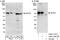 Sec1 family domain-containing protein 1 antibody, A302-137A, Bethyl Labs, Immunoprecipitation image 