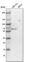 Carboxypeptidase M antibody, HPA002657, Atlas Antibodies, Western Blot image 