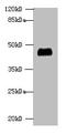 Aldolase, Fructose-Bisphosphate A antibody, A52360-100, Epigentek, Western Blot image 