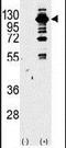 Phosphatidylinositol-4,5-Bisphosphate 3-Kinase Catalytic Subunit Gamma antibody, PA5-15505, Invitrogen Antibodies, Western Blot image 
