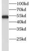 LIM/homeobox protein Lhx6 antibody, FNab04771, FineTest, Western Blot image 