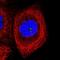 Coiled-Coil Domain Containing 14 antibody, HPA035278, Atlas Antibodies, Immunofluorescence image 