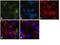 Dihydropyrimidinase Like 2 antibody, GTX79170, GeneTex, Immunofluorescence image 