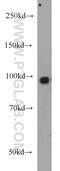 Synaptopodin antibody, 21064-1-AP, Proteintech Group, Western Blot image 