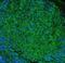 Fc Fragment Of IgE Receptor II antibody, PB9051, Boster Biological Technology, Immunofluorescence image 