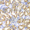 Interferon Regulatory Factor 3 antibody, A2172, ABclonal Technology, Immunohistochemistry paraffin image 