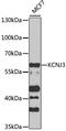 Potassium Voltage-Gated Channel Subfamily J Member 3 antibody, LS-C747558, Lifespan Biosciences, Western Blot image 