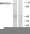 Mitogen-Activated Protein Kinase Kinase Kinase 21 antibody, TA315918, Origene, Western Blot image 