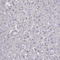 Myosin Heavy Chain 6 antibody, AMAb90947, Atlas Antibodies, Immunohistochemistry frozen image 
