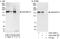 Rho Guanine Nucleotide Exchange Factor 10 antibody, A303-308A, Bethyl Labs, Western Blot image 