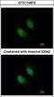 Syntaxin-binding protein 2 antibody, GTX114810, GeneTex, Immunofluorescence image 