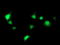 SEC14 Like Lipid Binding 2 antibody, LS-C173314, Lifespan Biosciences, Immunofluorescence image 
