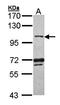 DNA Ligase 3 antibody, orb73634, Biorbyt, Western Blot image 
