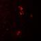 Caveolae Associated Protein 3 antibody, NBP2-81847, Novus Biologicals, Immunofluorescence image 